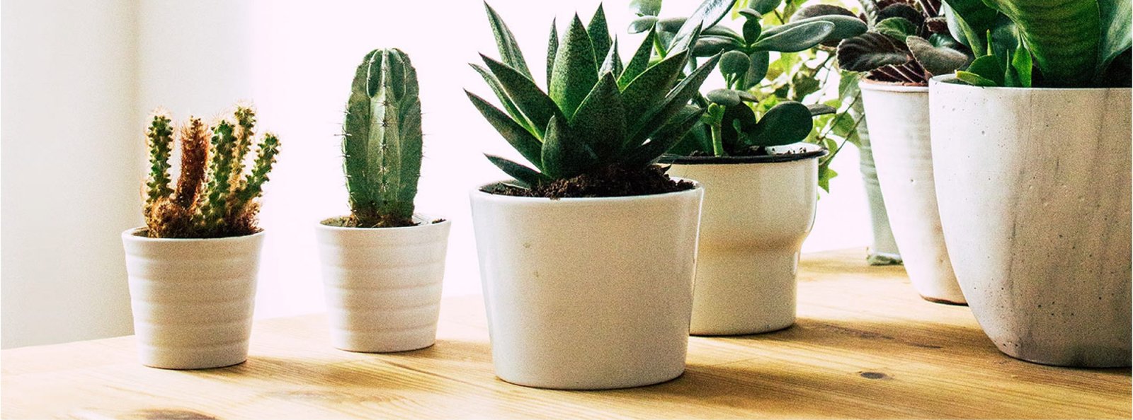 Best Air-Purifying Indoor Plants for Homes